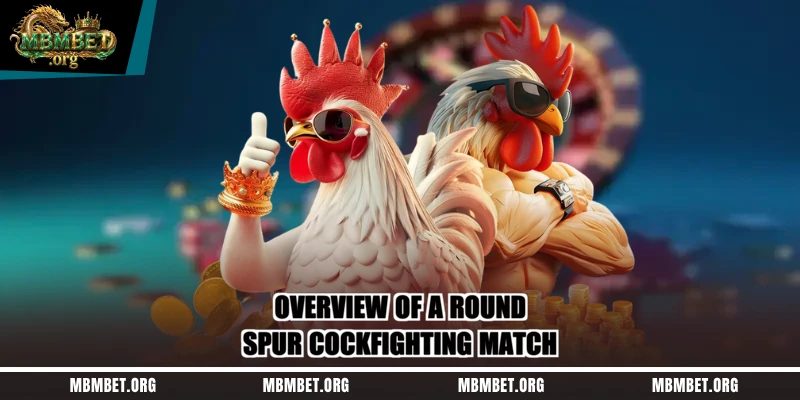 Overview of a round-spur cockfighting match